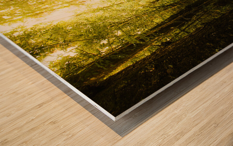 Lush Green Rainforest Walk Wood print