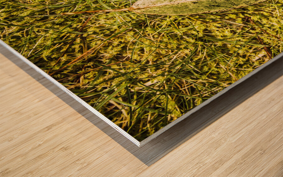 Wisdom in nature Wood print