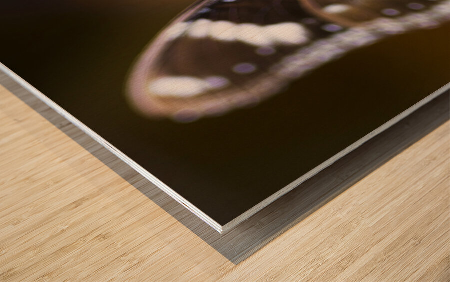 Beautiful Butterfly Wood print