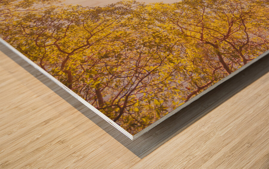 Beyond the pines Wood print