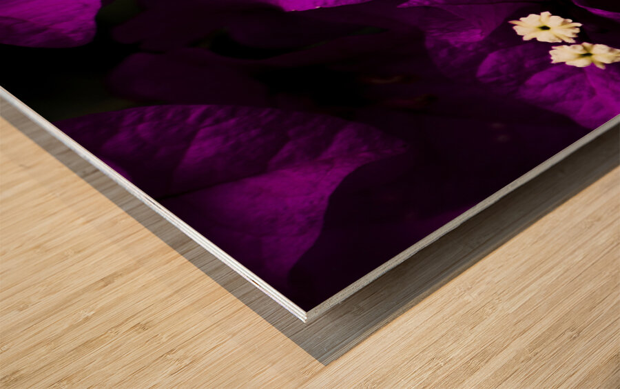 Dark Purple Bougainvillea Flowers Wood print
