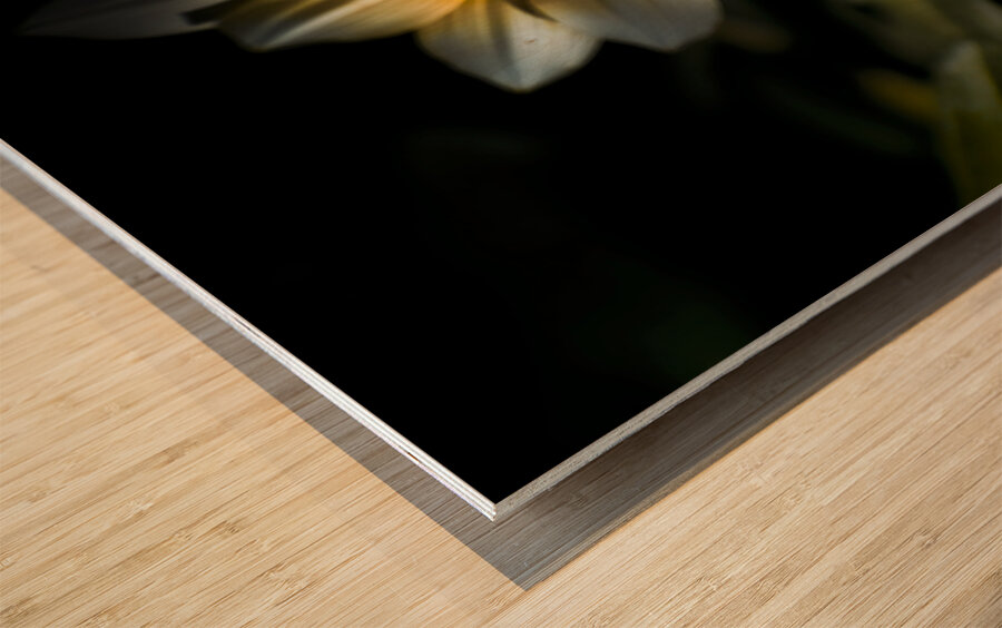 Dark Daisy Flower Wood print