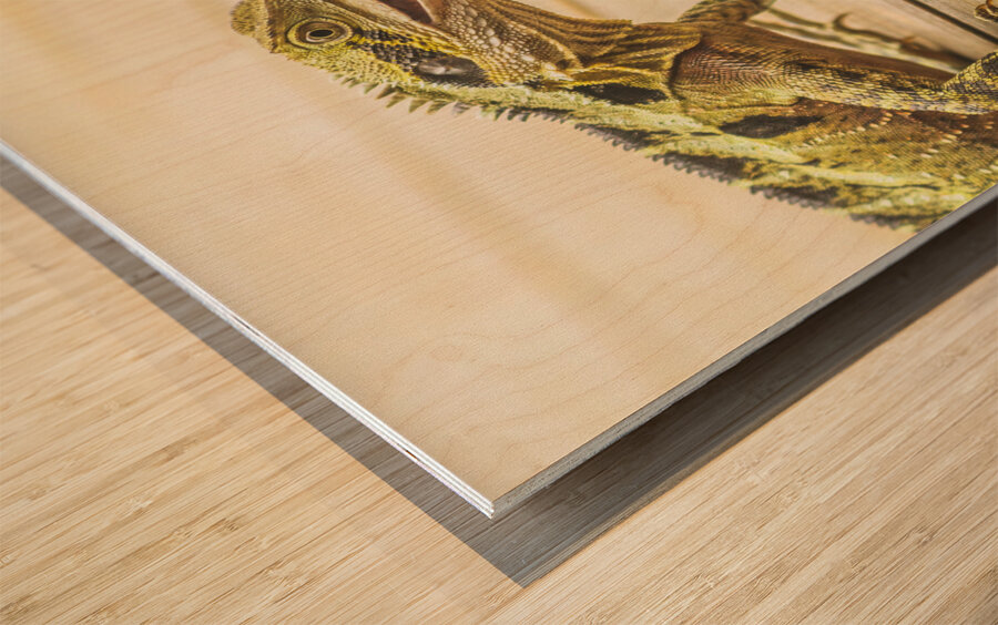 Australian water dragon Wood print