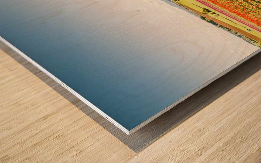 Wynyard Tulips Wood print