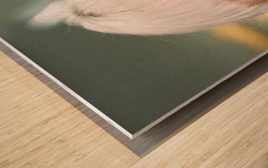 Pencil Biter Wood print