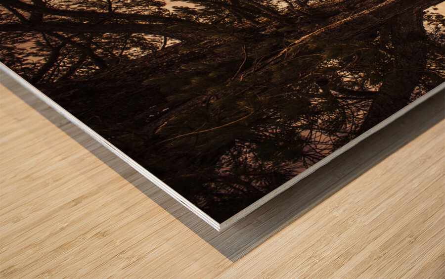 Beautiful autumn tree landscape in a serene park Wood print