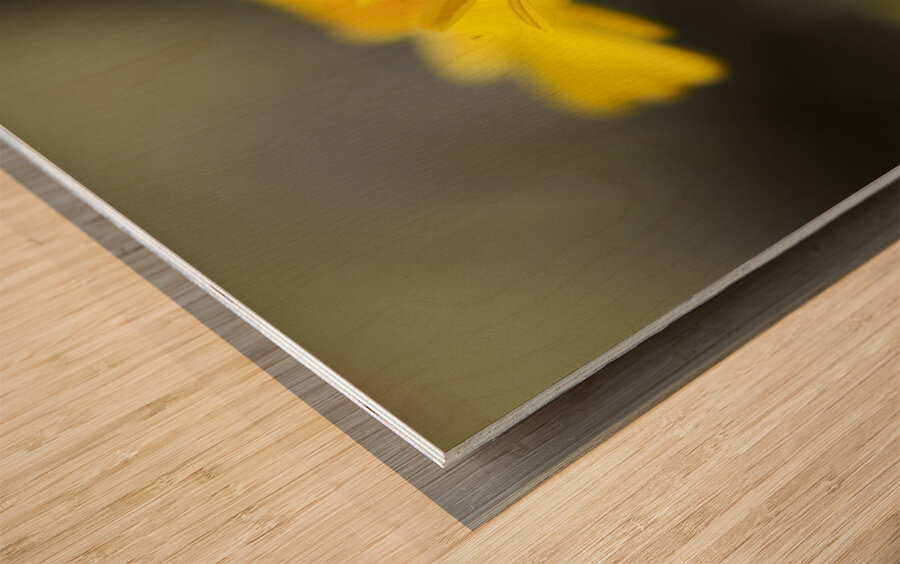 An Organic Connection Wood print