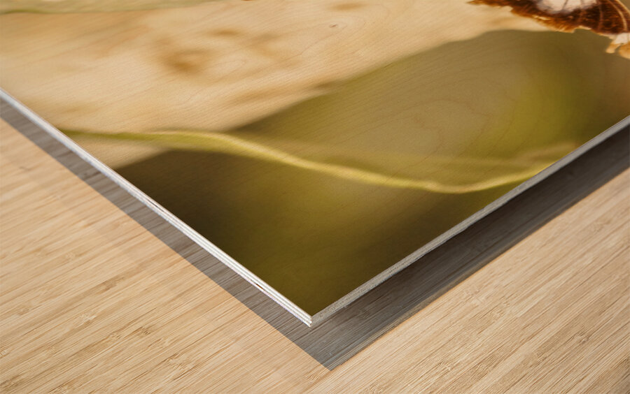 Wooded wildlife Wood print