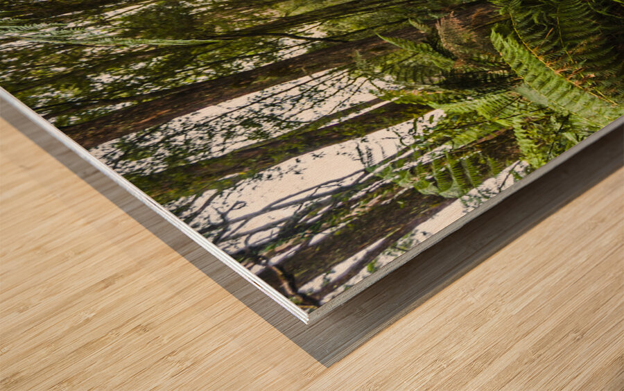 Travel man laughing in Tasmania rainforest Wood print