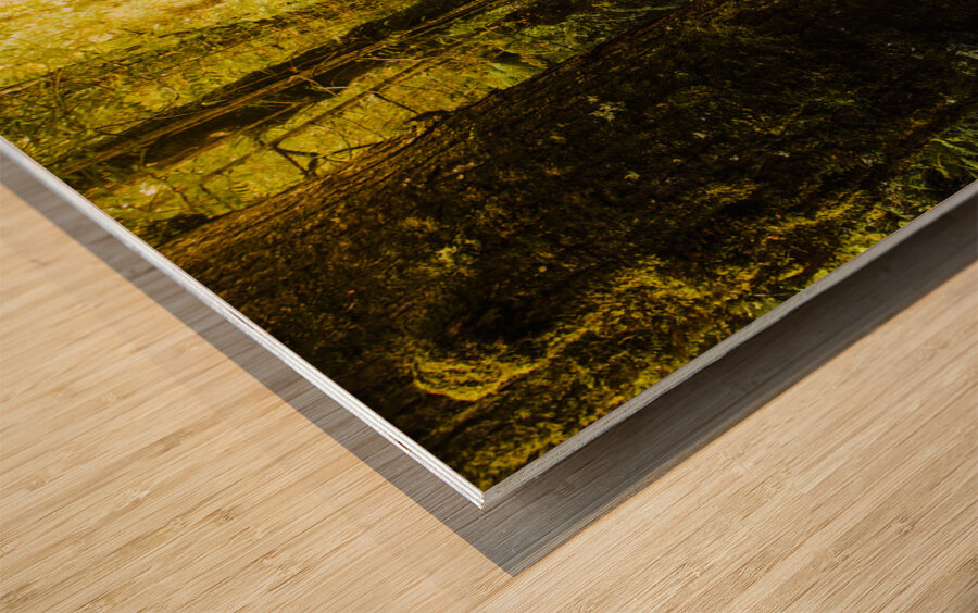 Tarkine Tasmania Trails Wood print