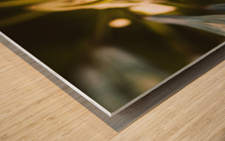 Vintage Agapanthus flower Wood print