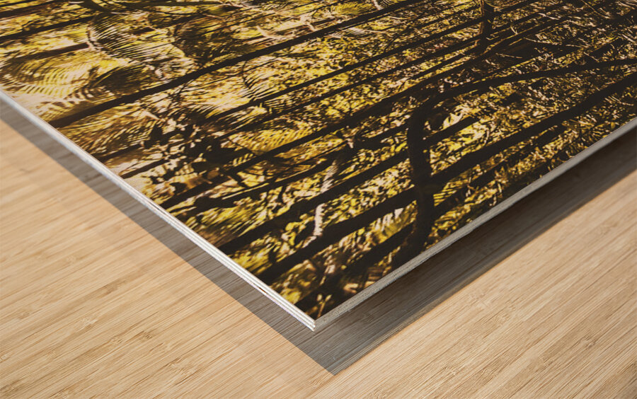 Mary Cairncross Scenic Reserve Wood print