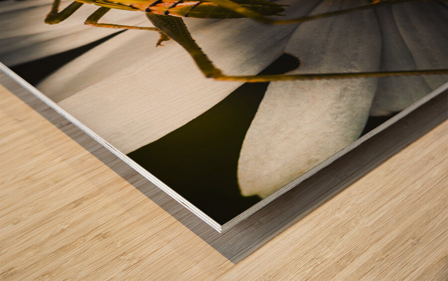 Australian grasshopper on flowers. Spring concept Wood print