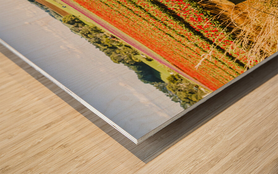 Tulip Tas Mania Wood print