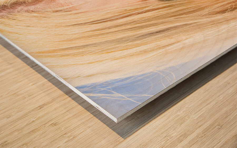 Summer Secrecy Wood print