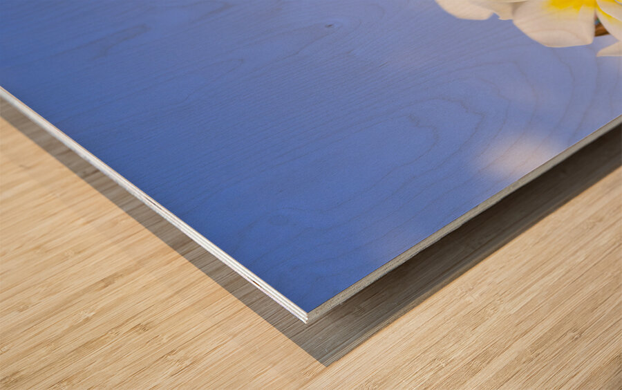 Beautiful white frangipani flowers Wood print