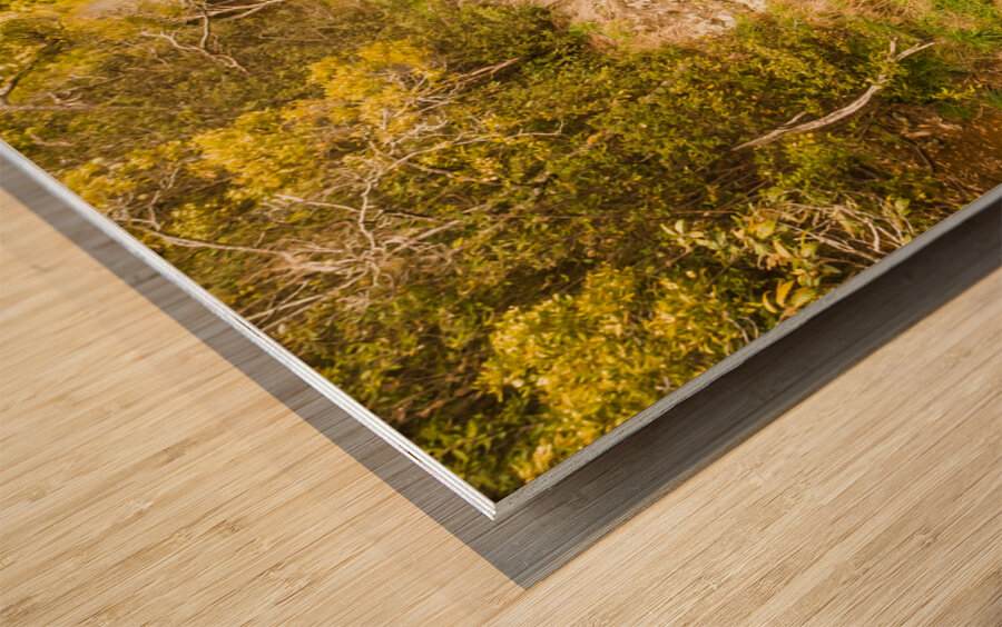 Scenic forest falls Wood print