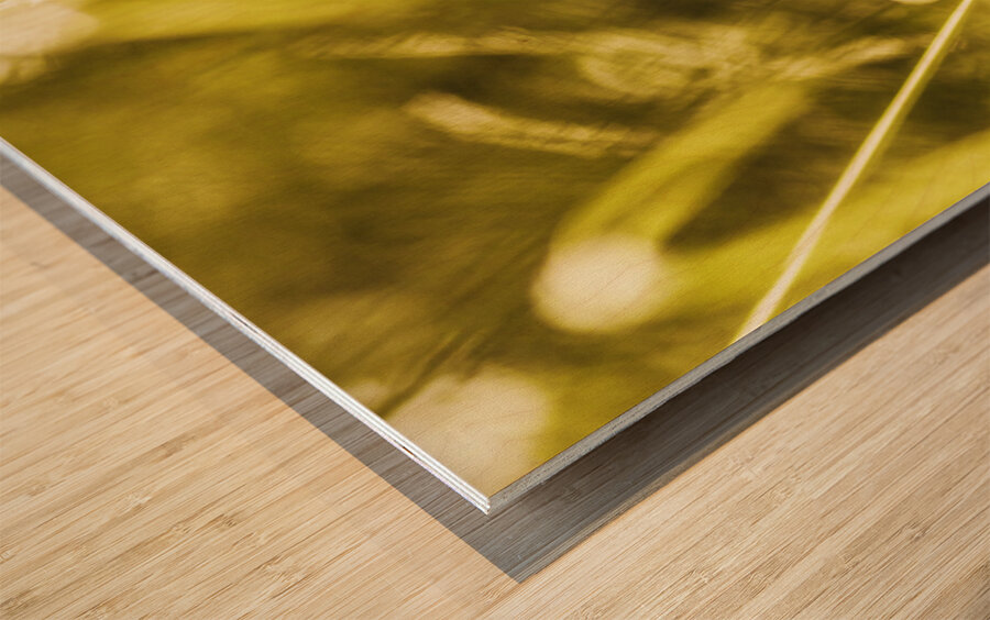 Jungle butterfly Wood print