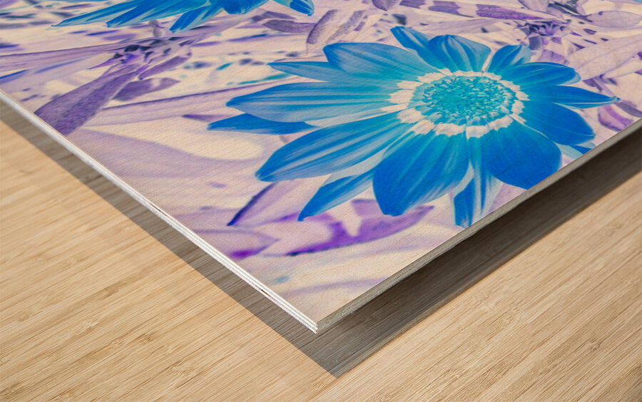 Gazania blue Wood print