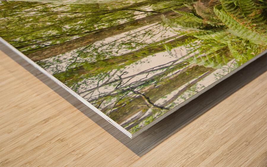 Travel man sitting in a green lush fern forest Wood print