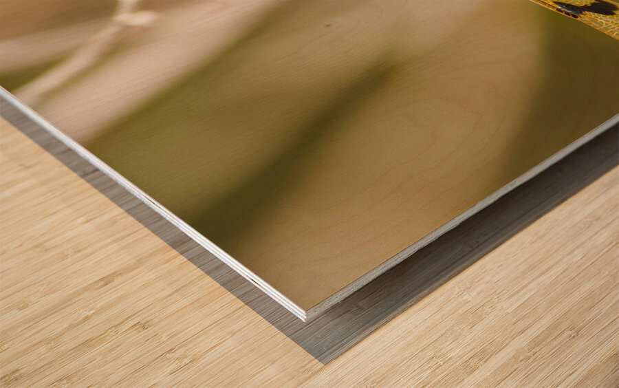 Wooded dragonfly Wood print