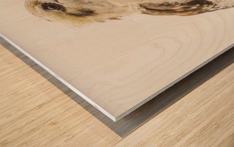 Australian Kookaburra Wood print