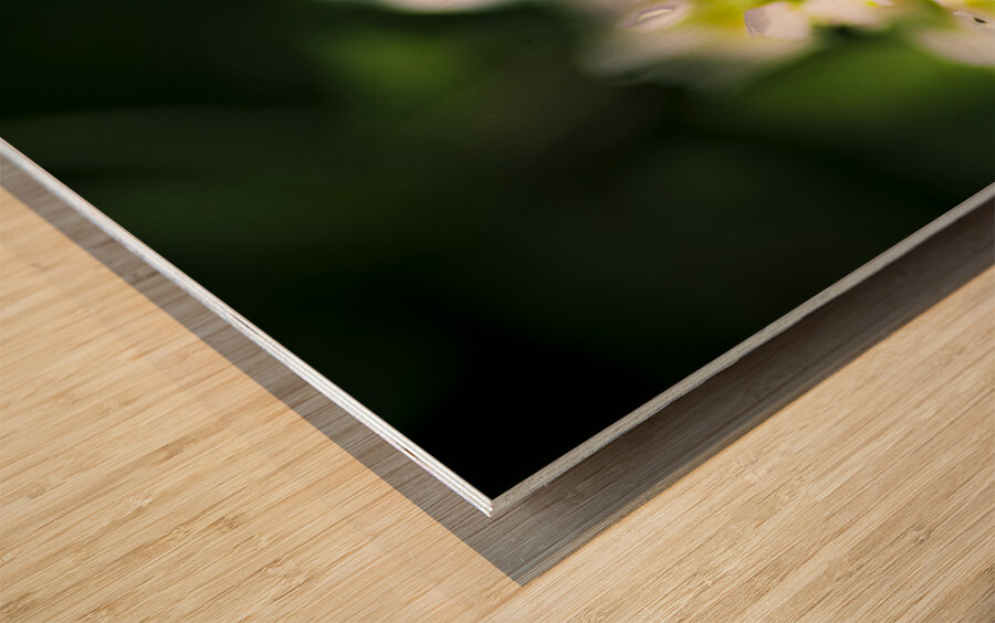 Blooming Flora Wood print