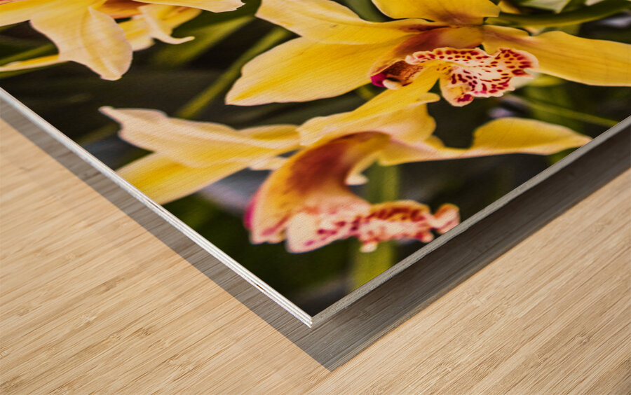Exotic orchids  Wood print