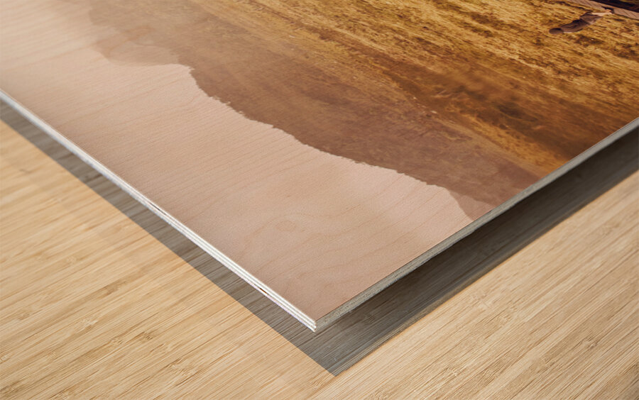 Man on expedition along Cradle Mountain Boardwalk Wood print