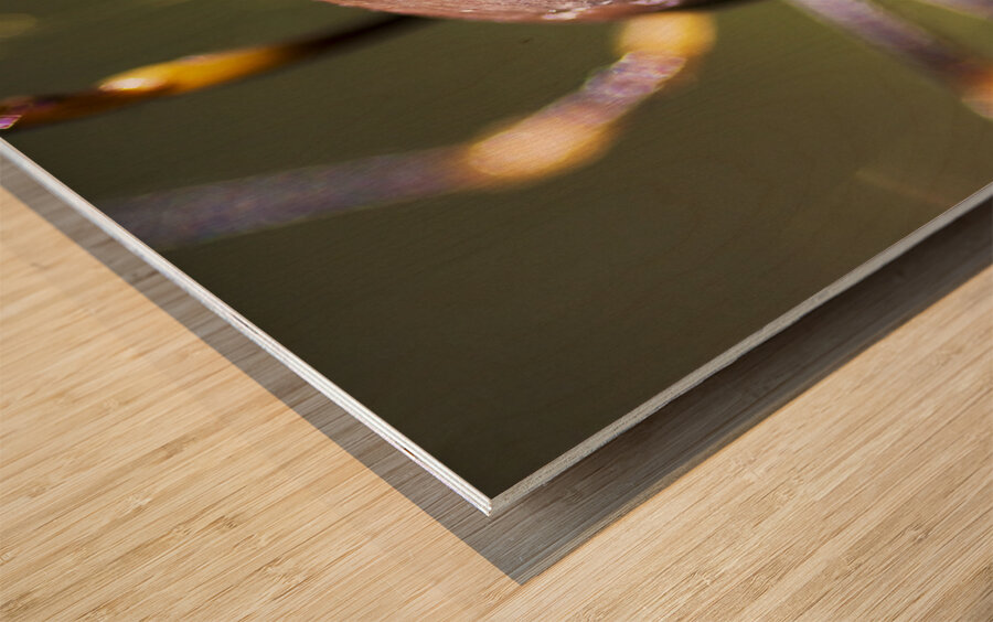 Golden Orb Spider Wood print