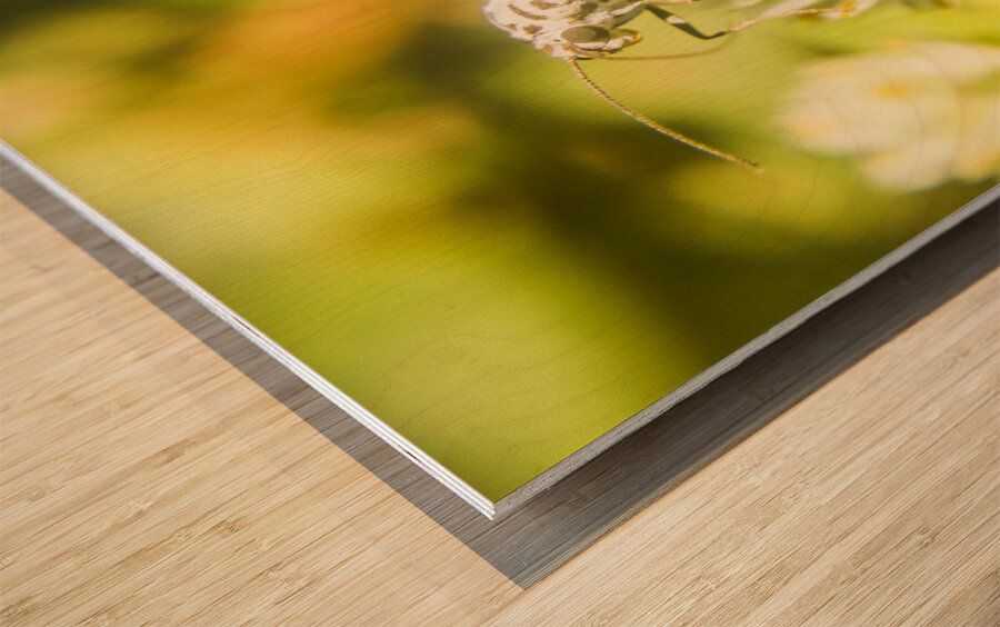 Mothballed Wood print