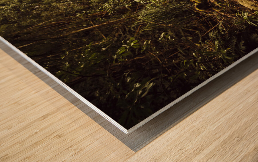 Tasmanian forest path Wood print