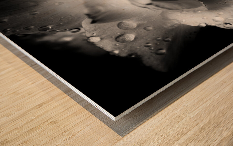 Rose n rain Wood print