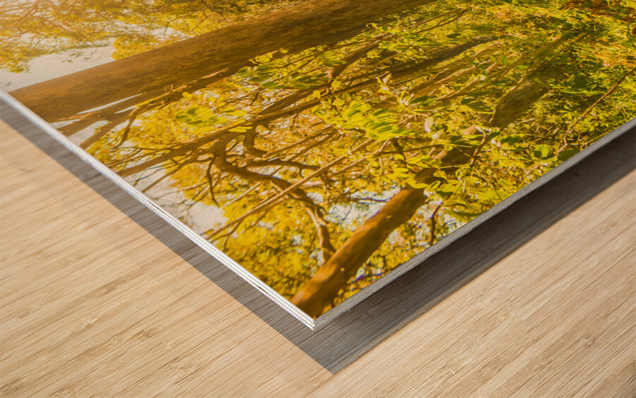 Lostwoods Wood print