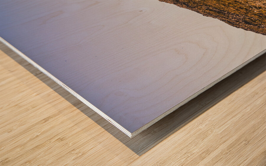 Arid Australian panoramic Wood print