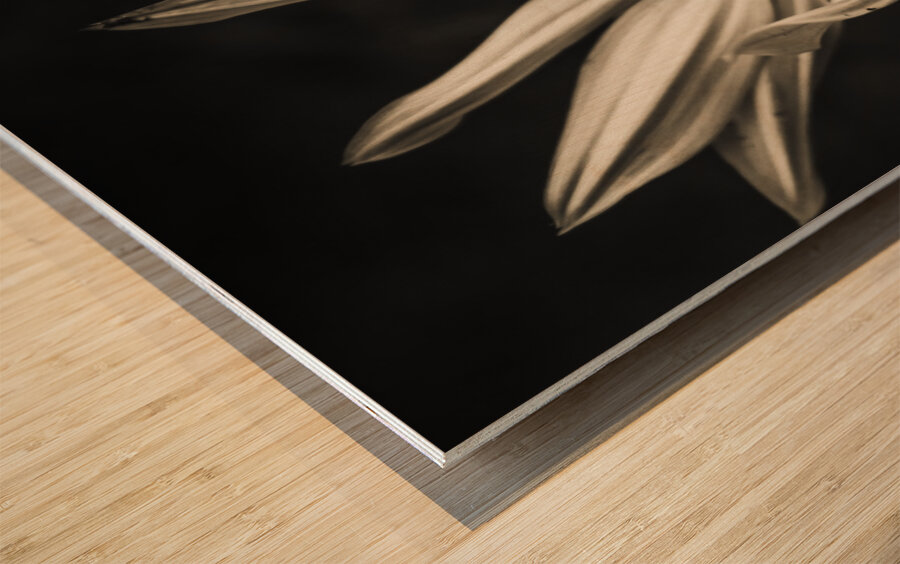 Petal winds Wood print