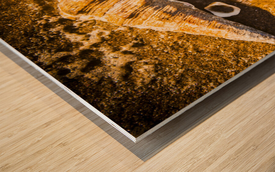 Sea shells and ocean ripples Wood print