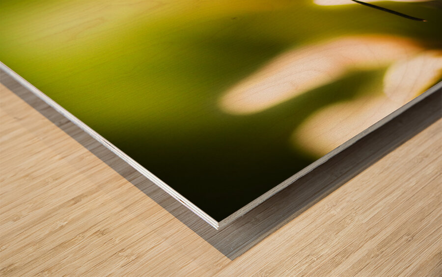 Process Of Pollination Wood print