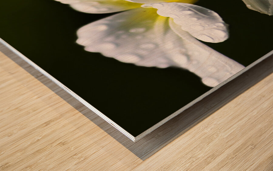 Water Droplet On Frangipani Flower Wood print