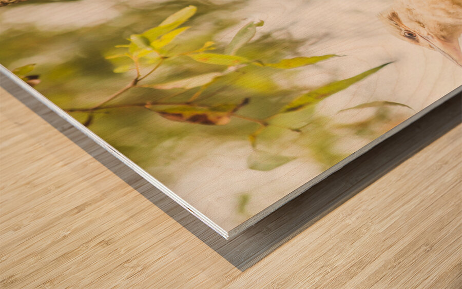 Branched Outback Wood print