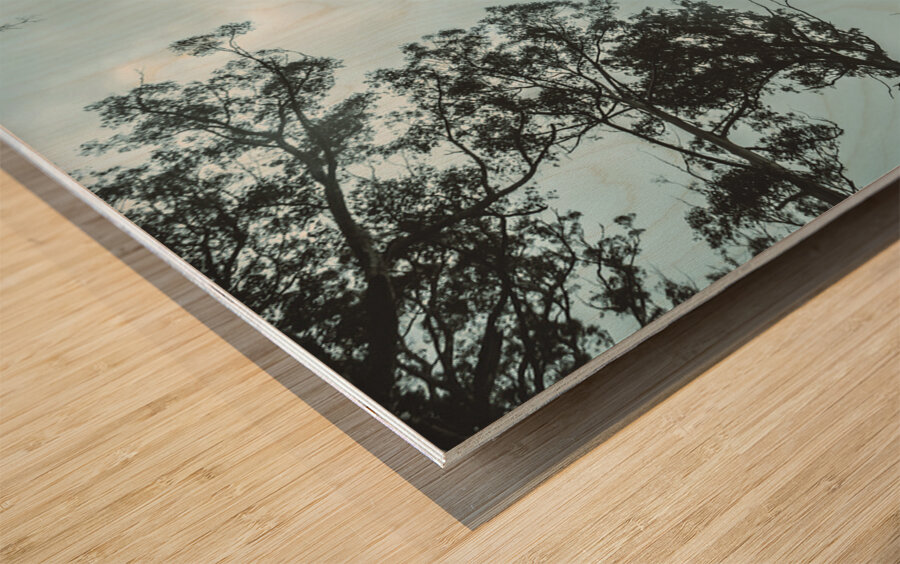 Midnight Canopy Wood print