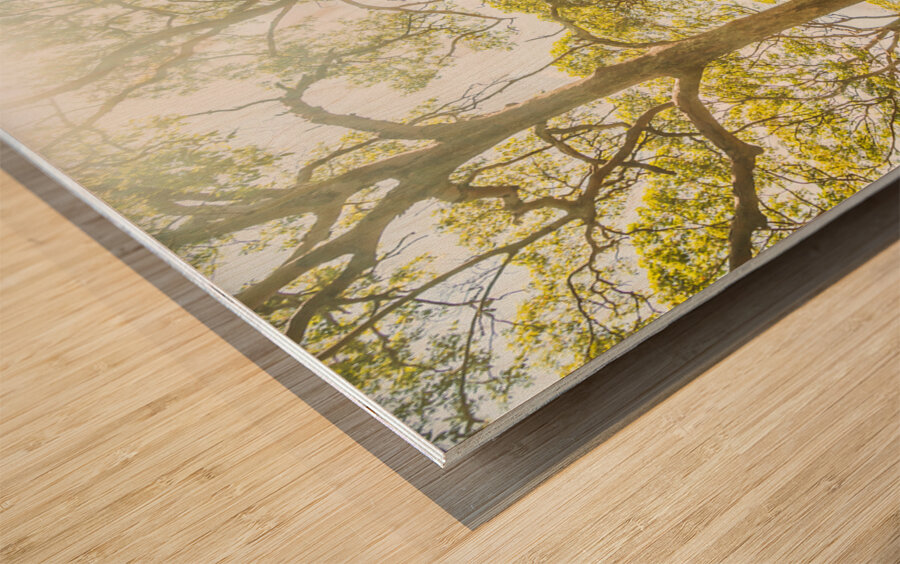 Island Avenue Wood print