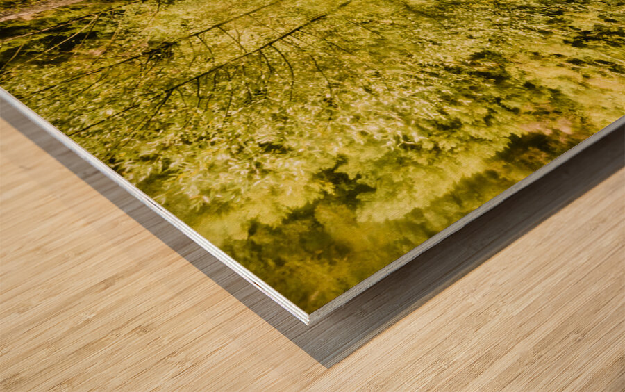 Jungle steams Wood print