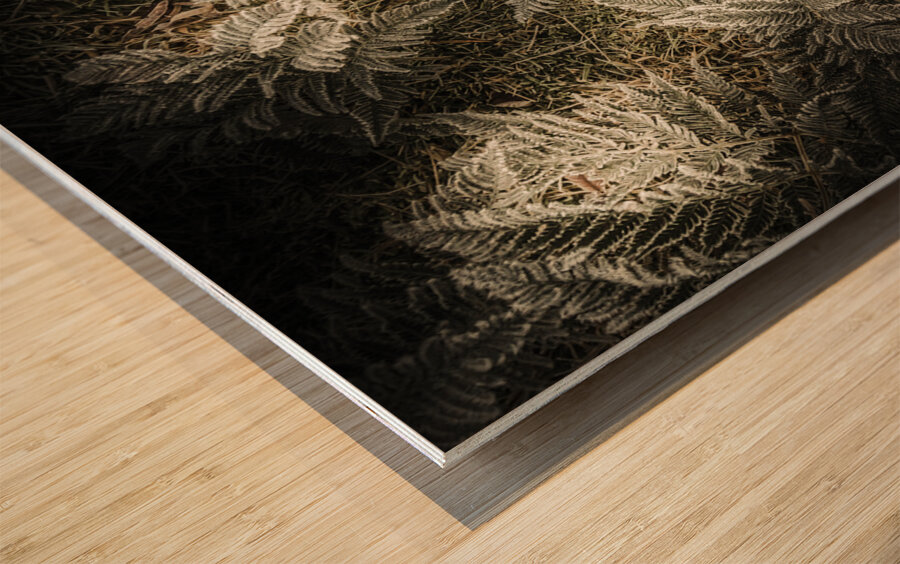 Frost ferns Wood print