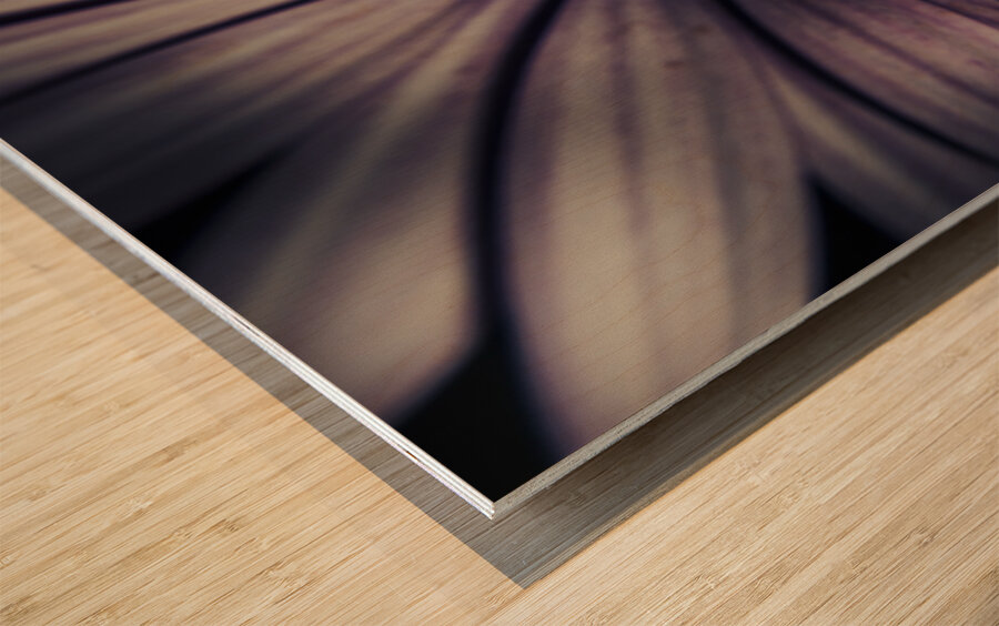 Twilight daisy Wood print