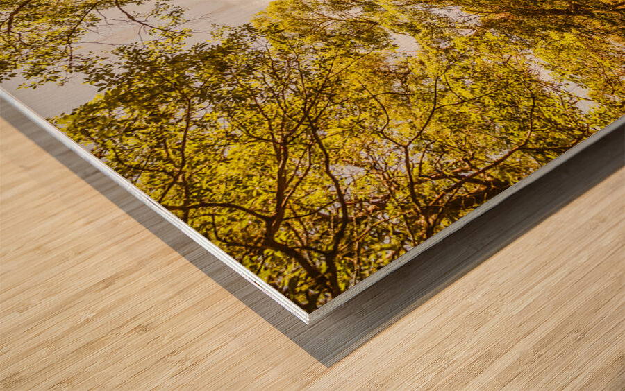 Queensland Wy. Wood print