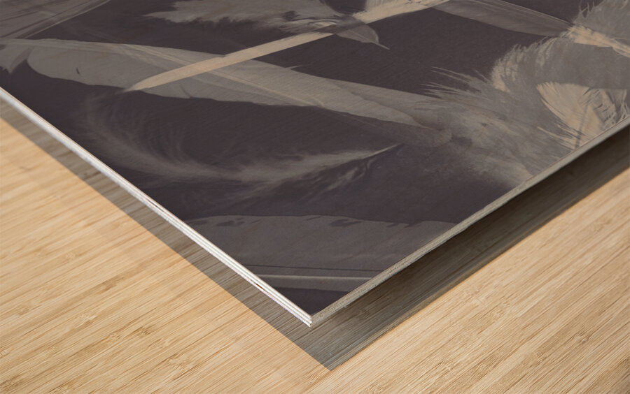 Flying featherabstract background Wood print
