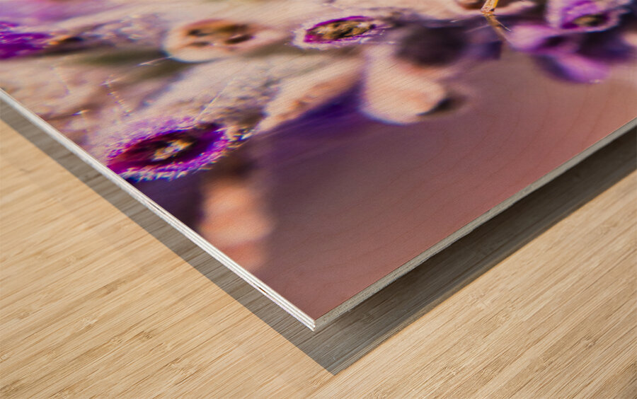 Jumping Spider Wood print