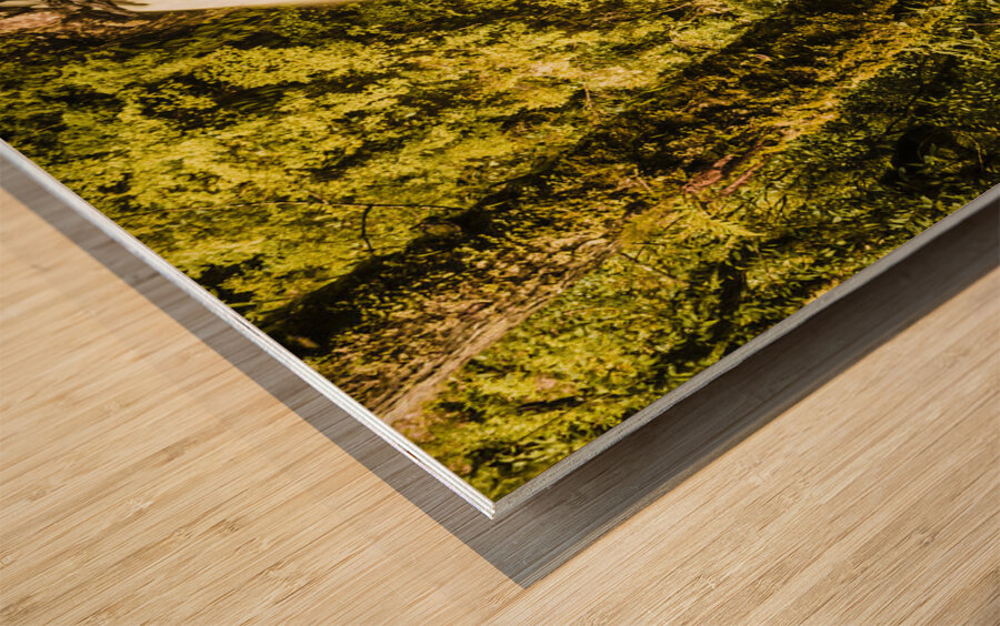 Philosopher Falls Western Tasmania Wood print