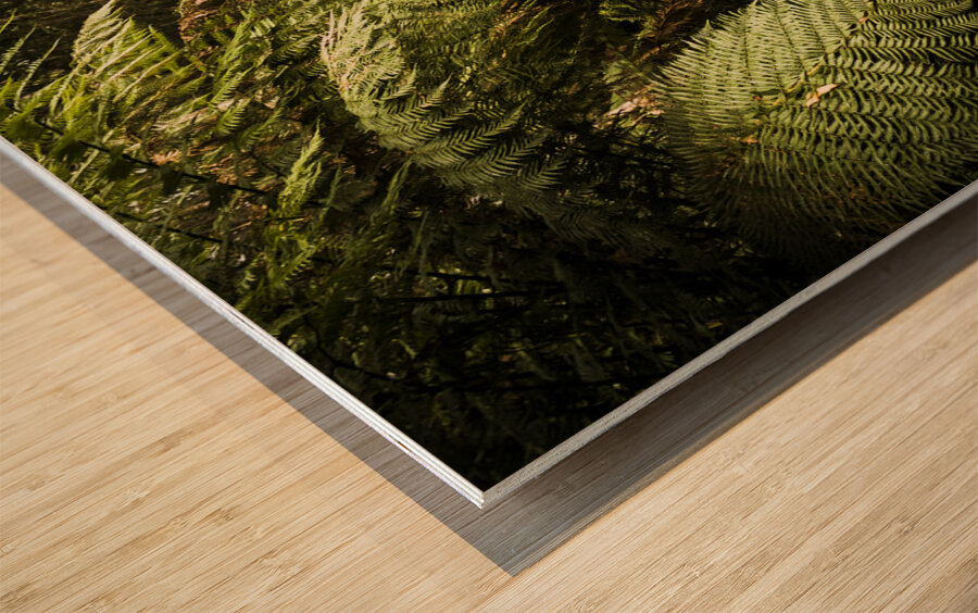 Lush green Tasmanian forest trail in Strahan Wood print